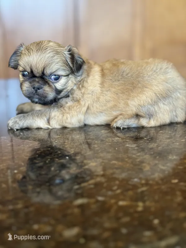 Ezra – Pekingese puppy for sale in Tampa, FL