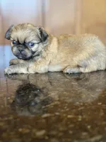 Ezra, a male Pekingese for sale in Tampa, FL – Photo 1 of 2