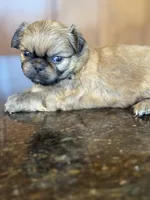 Ezra, a male Pekingese for sale in Tampa, FL – Photo 2 of 2