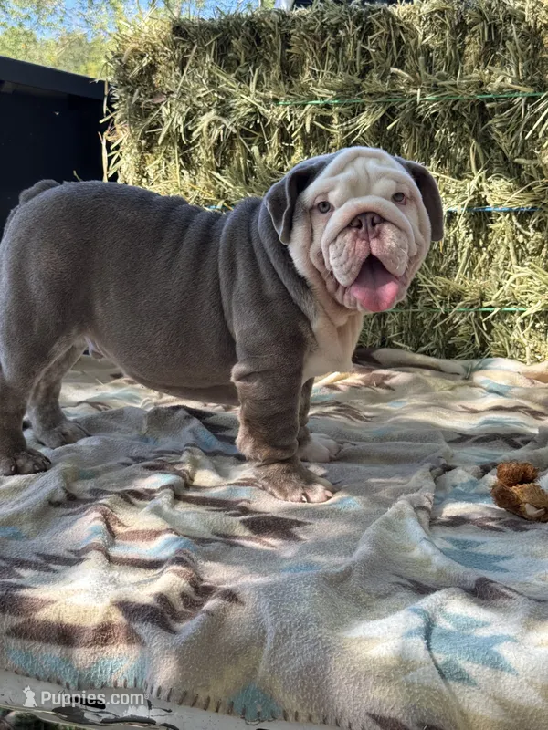 Cillian  – English Bulldog puppy for sale in Tampa, FL