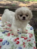 Teddy , a male Pekingese for sale in Tampa, FL – 6 of 8