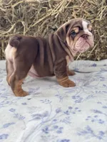 Kisses , a female English Bulldog for sale in Tampa, FL – 3 of 8