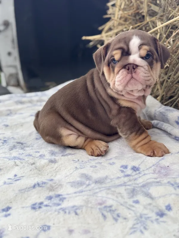 Kisses  – English Bulldog puppy for sale in Tampa, FL