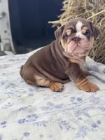Kisses , a female English Bulldog for sale in Tampa, FL – 1 of 8