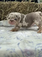 Athena, a female English Bulldog for sale in Tampa, FL – 3 of 10