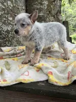 Bella , a female Australian Cattle Dog for sale in Tampa, FL – 1 of 5