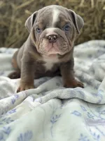 Henry, a male English Bulldog for sale in Tampa, FL – 4 of 4