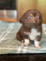 Hershey , a male Chihuahua for sale in Tampa, FL – 5 of 8