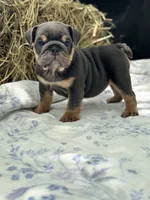 Emma, a female English Bulldog for sale in Tampa, FL – 6 of 6