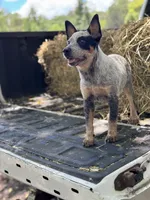 Shanda , a female Australian Cattle Dog for sale in Tampa, FL – 3 of 4