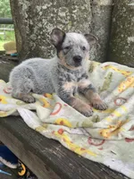 Willow, a female Australian Cattle Dog for sale in Tampa, FL – 2 of 3