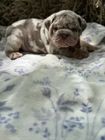 Athena, a female English Bulldog for sale in Tampa, FL – 10 of 10