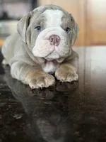 Alfredo, a male English Bulldog for sale in Tampa, FL – 3 of 4