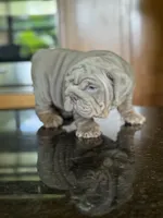Belvedere , a male English Bulldog for sale in Tampa, FL – 4 of 6