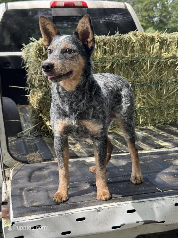 Sammy – Australian Cattle Dog puppy for sale in Tampa, FL