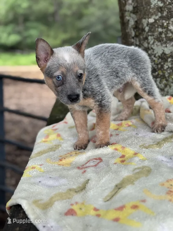 Annie  – Australian Cattle Dog puppy for sale in Tampa, FL