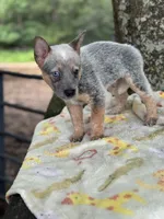 Annie , a female Australian Cattle Dog for sale in Tampa, FL – 2 of 4
