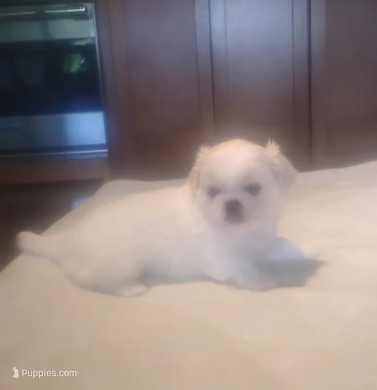 Penelope, a female Pekingese for sale in Tampa, FL – 1 of 2