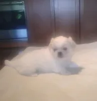 Penelope, a female Pekingese for sale in Tampa, FL – 1 of 2