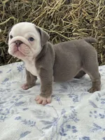 Cillian , a male English Bulldog for sale in Tampa, FL – 3 of 7