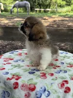 Theodore, a male Pekingese for sale in Tampa, FL – 3 of 7
