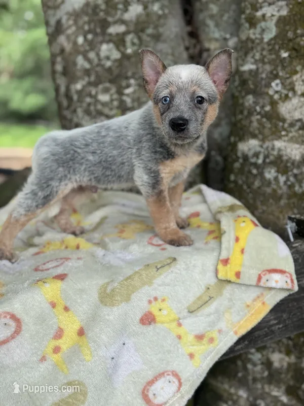 Annie  – Australian Cattle Dog puppy for sale in Tampa, FL