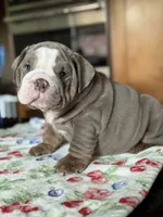 Alfredo, a male English Bulldog for sale in Tampa, FL – 4 of 4