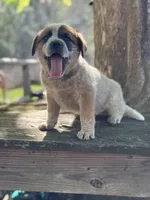 Angus, a male Australian Cattle Dog for sale in Tampa, FL – Photo 2 of 5