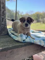 Angus, a male Australian Cattle Dog for sale in Tampa, FL – Photo 4 of 5