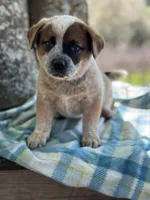 Angus, a male Australian Cattle Dog for sale in Tampa, FL – Photo 3 of 5