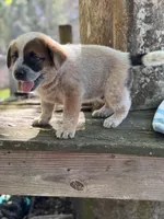 Angus, a male Australian Cattle Dog for sale in Tampa, FL – Photo 5 of 5