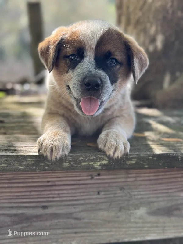 Angus – Australian Cattle Dog puppy for sale in Tampa, FL
