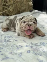 Athena, a female English Bulldog for sale in Tampa, FL – 7 of 10