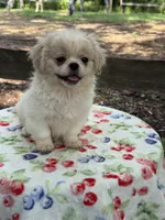 Teddy , a male Pekingese for sale in Tampa, FL – 2 of 8