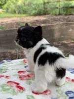Chelsea , a female Chihuahua for sale in Tampa, FL – 5 of 5