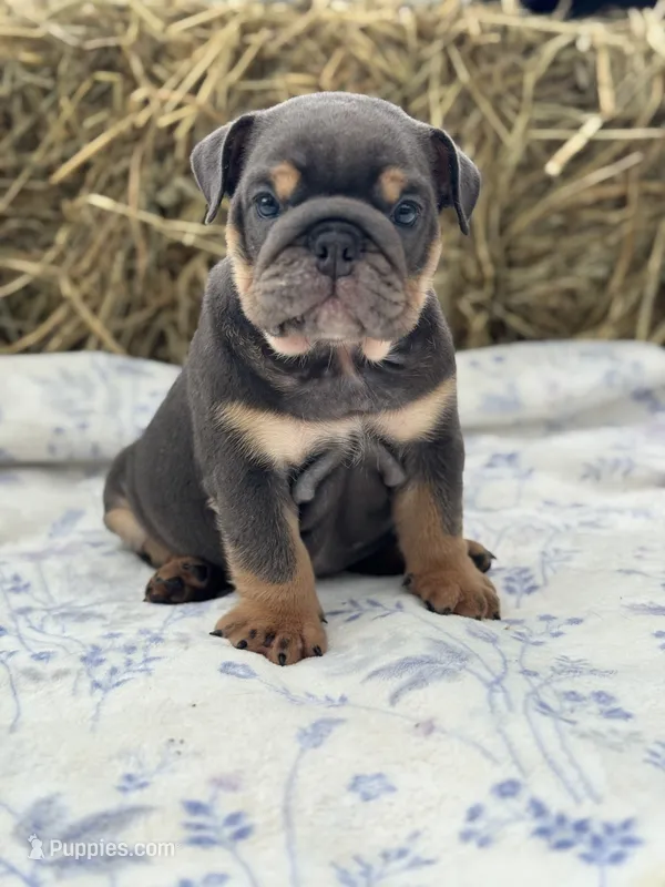 Emma – English Bulldog puppy for sale in Tampa, FL