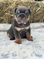 Emma, a female English Bulldog for sale in Tampa, FL – 1 of 6