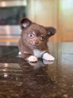 Hershey , a male Chihuahua for sale in Tampa, FL – 3 of 8