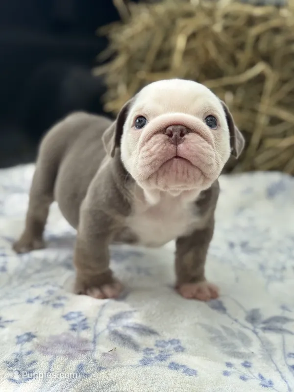 Cillian  – English Bulldog puppy for sale in Tampa, FL