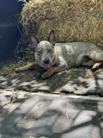 Clint , a male Australian Cattle Dog for sale in Tampa, FL – 3 of 5
