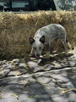 Frost, a male Australian Cattle Dog for sale in Tampa, FL – 4 of 5