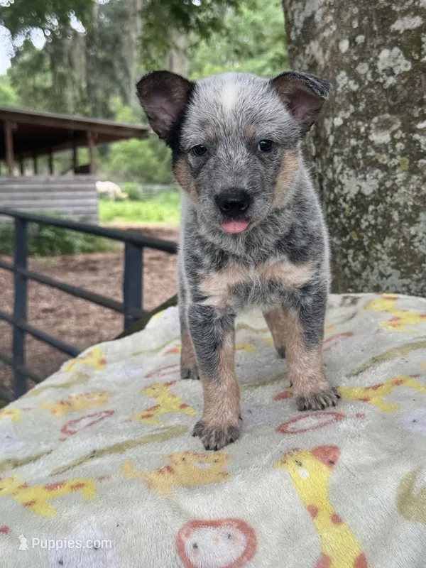 Willow – Australian Cattle Dog puppy for sale in Tampa, FL