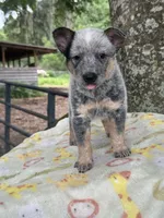 Willow, a female Australian Cattle Dog for sale in Tampa, FL – 1 of 3