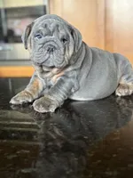 Benny, a male English Bulldog for sale in Tampa, FL – 5 of 5