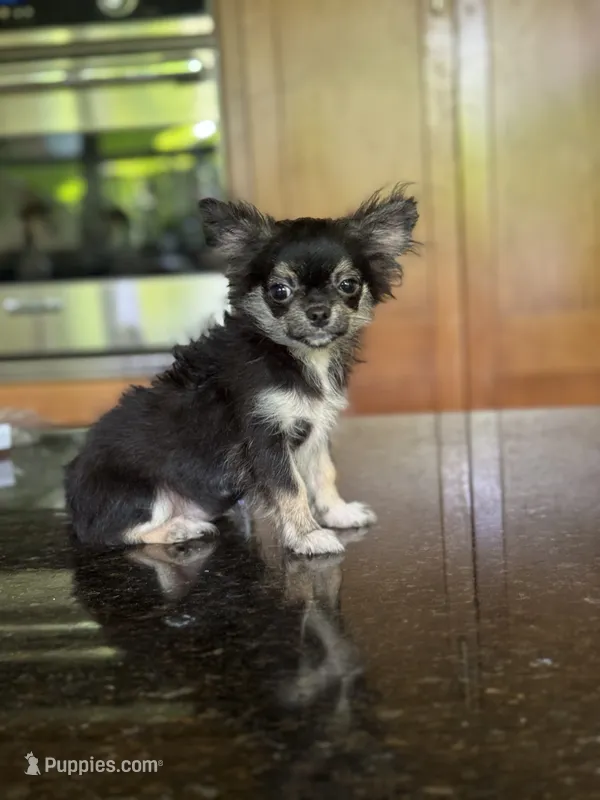 Flora – Chihuahua puppy for sale in Tampa, FL