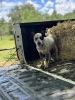 Shanda , a female Australian Cattle Dog for sale in Tampa, FL – 4 of 4