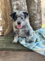 Dean, a male Australian Cattle Dog for sale in Tampa, FL – Photo 3 of 6