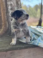 Dean, a male Australian Cattle Dog for sale in Tampa, FL – Photo 5 of 6