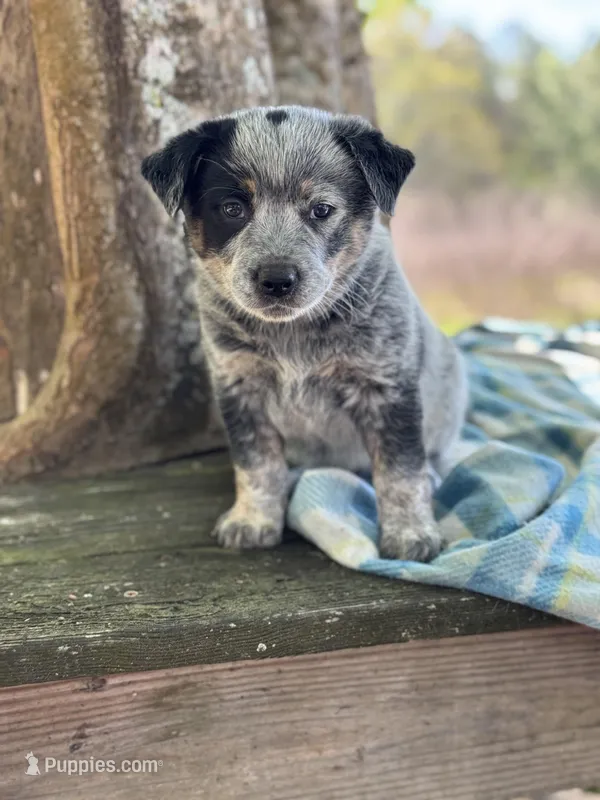 Dean – Australian Cattle Dog puppy for sale in Tampa, FL
