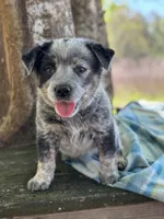 Dean, a male Australian Cattle Dog for sale in Tampa, FL – Photo 2 of 6